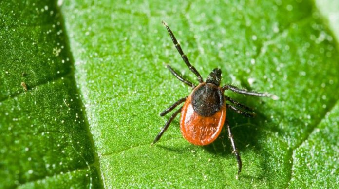 Garrapata Enfermedad de Lyme
