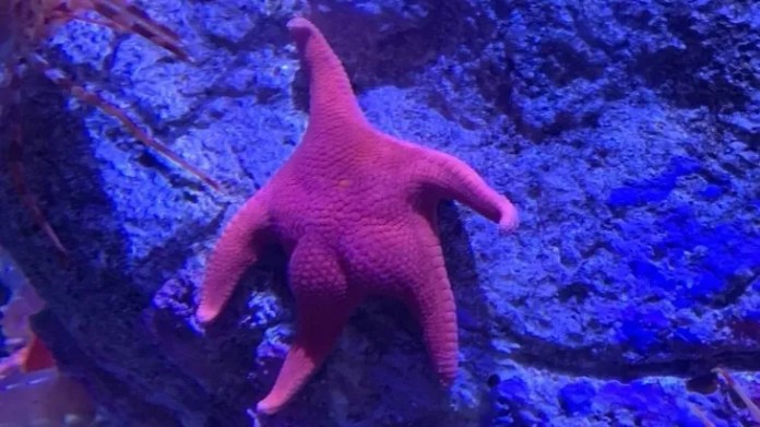 La estrella culona: el personaje más destacado del stream en Mar del Plata.